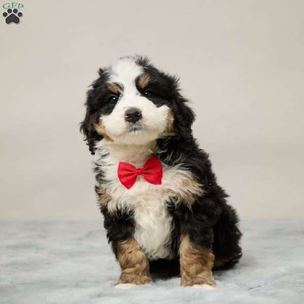 Toby, Mini Bernedoodle Puppy